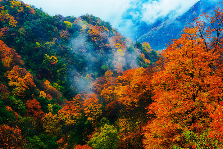 光雾山中国红叶第一图片
