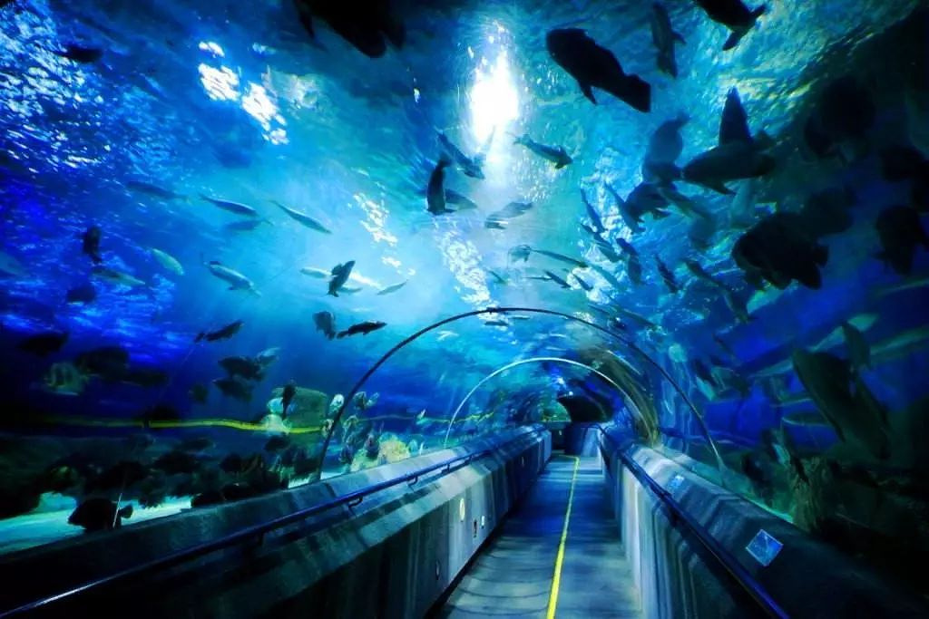 成都最大的海洋馆图片