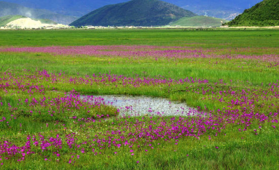 草原花海