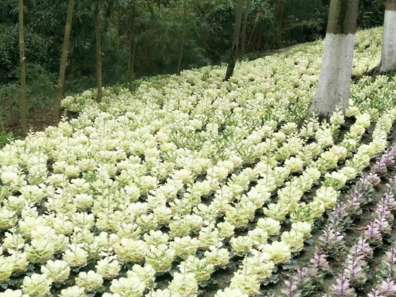 成都植物园