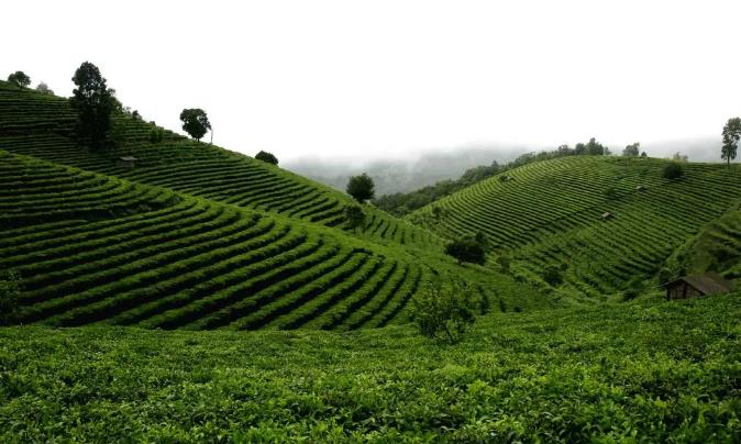 漫步古老茶园，在景迈山做快乐神仙