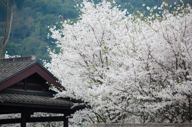 兰亭安麓  ▏赏樱花住古宅