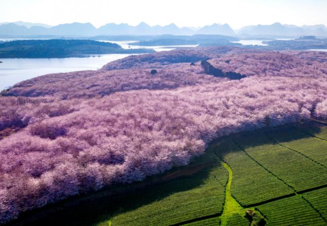 平坝樱花园