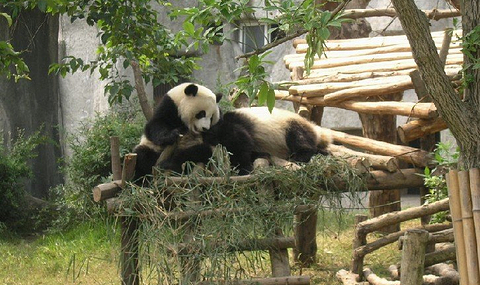 成都大熊猫繁育基地