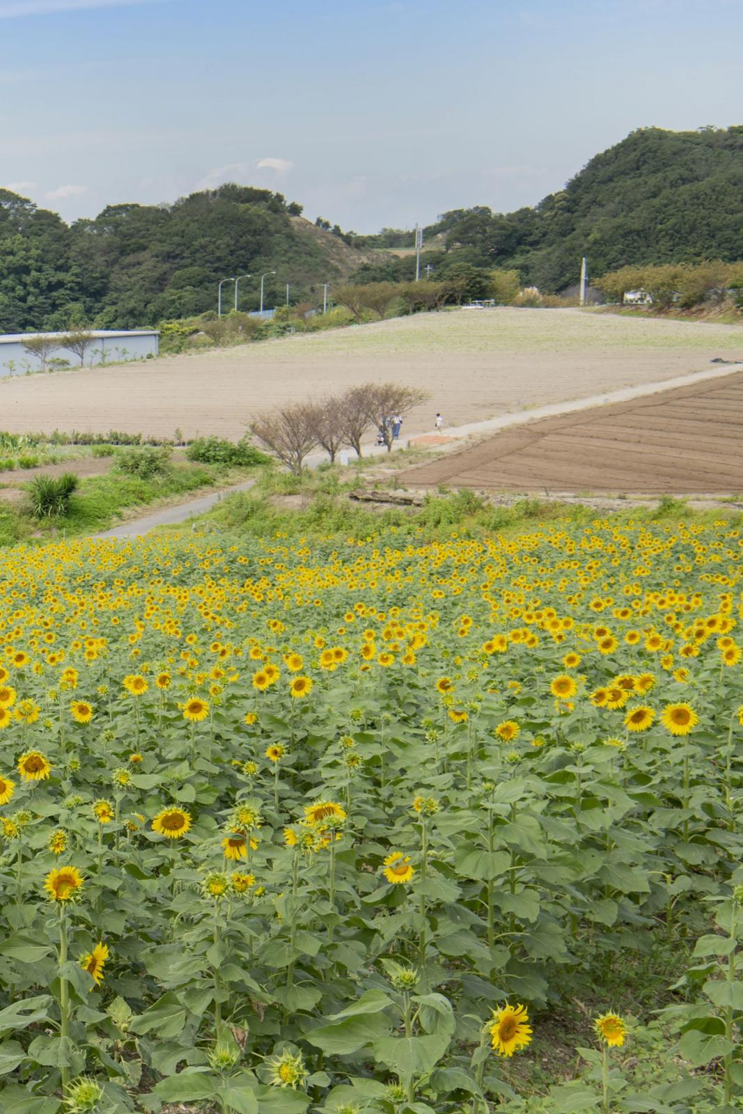 日本