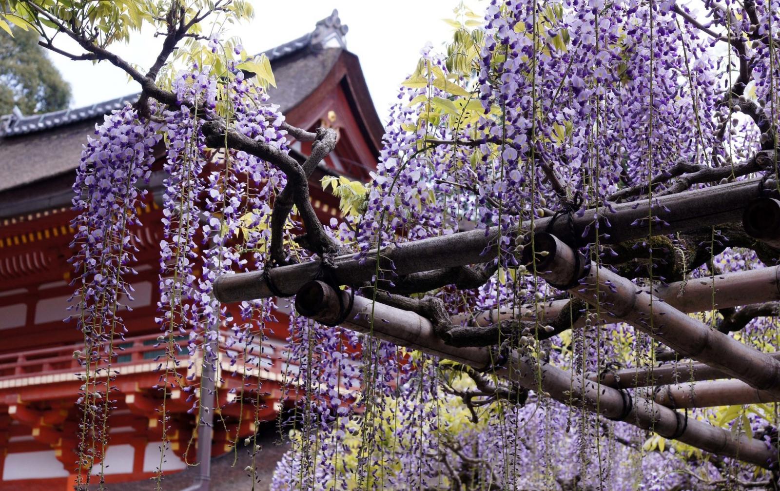日本
