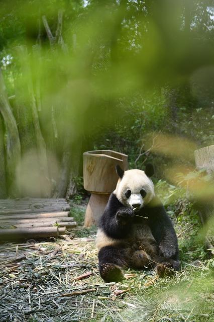 成都