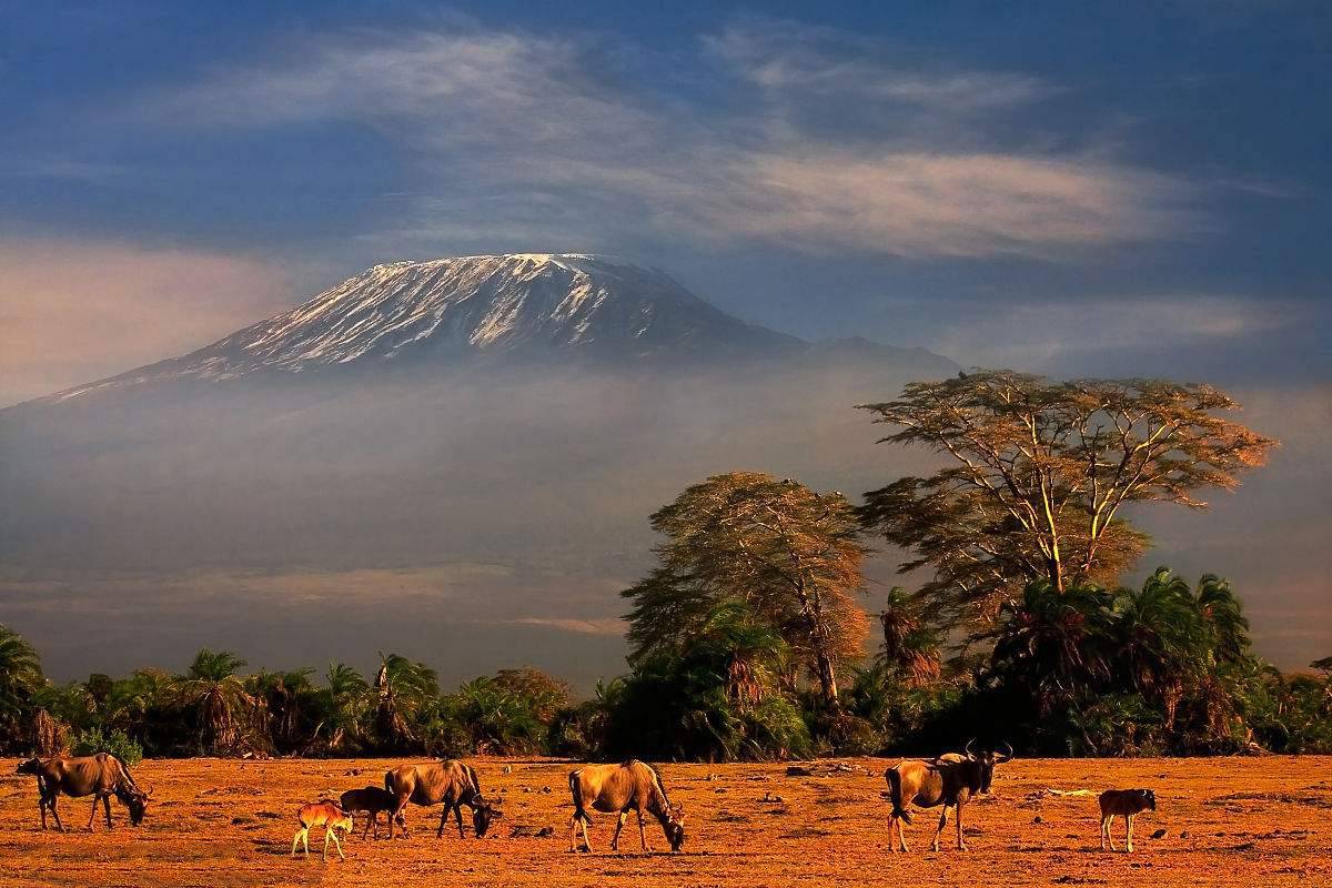 Танзания сафари парк Килиманджаро