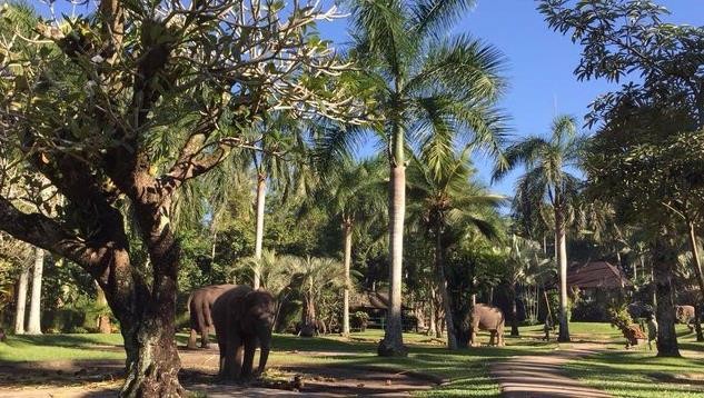 巴厘岛大象公园Bali Elephant Park