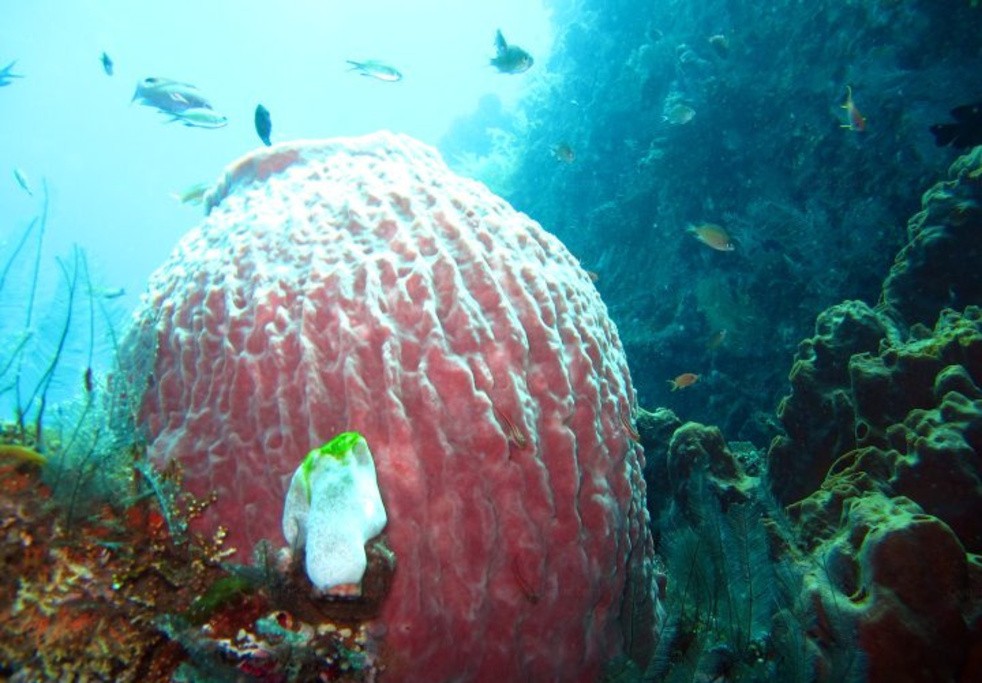 自由潜水酒店Liberty Dive Resort