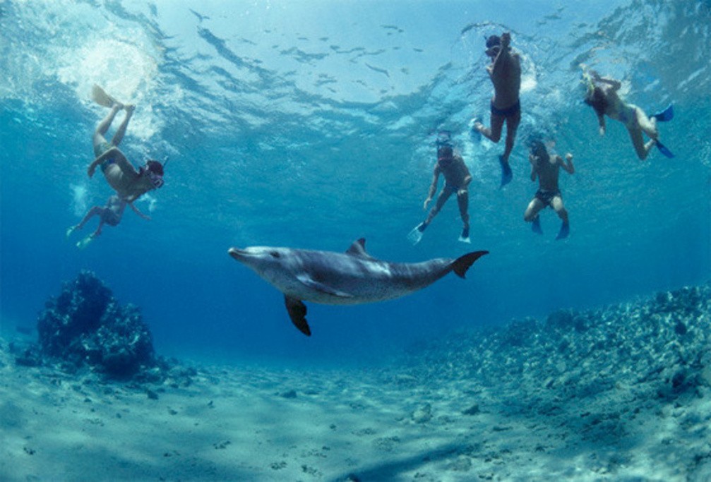 Bali Dolphines