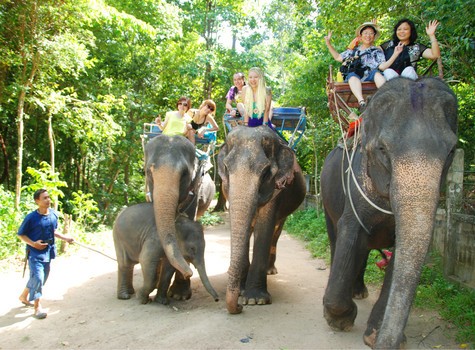 骑大象徒步 （Elephant Trekking）