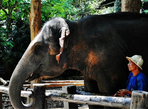 美莎大象营 （Mae Sa Elephant Camp）