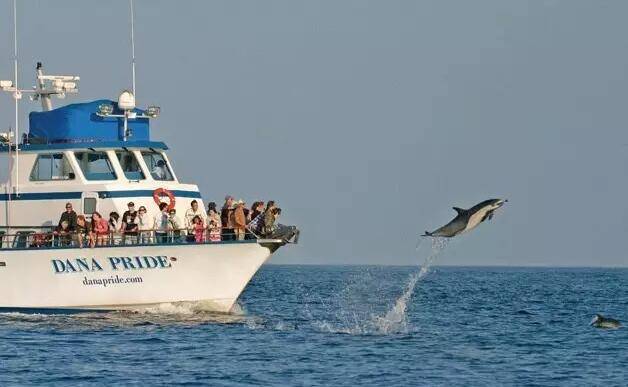 斯里兰卡观鲸季节，斯里兰卡观鲸攻略