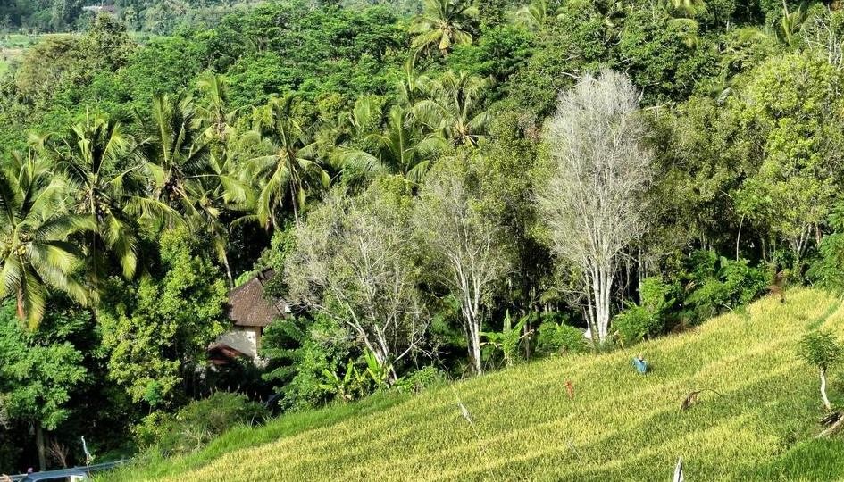 Jambul Hill