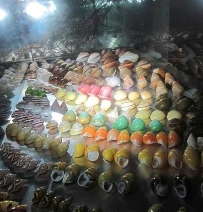 深海贝壳世界Bali Shell Museum