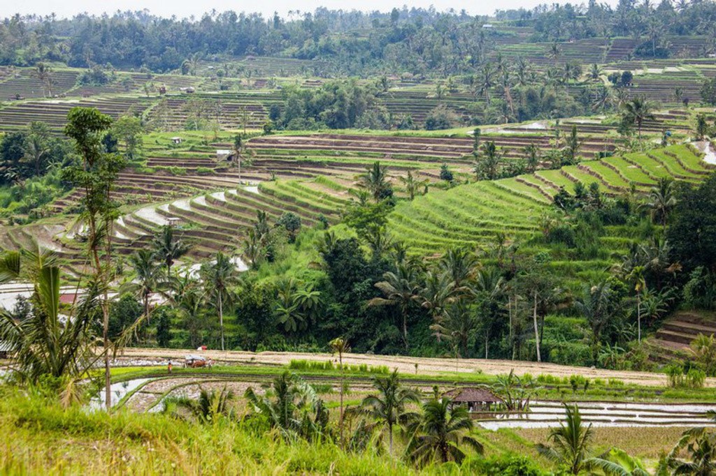 嘉迪卢维梯田Jatiluwih rice terrace