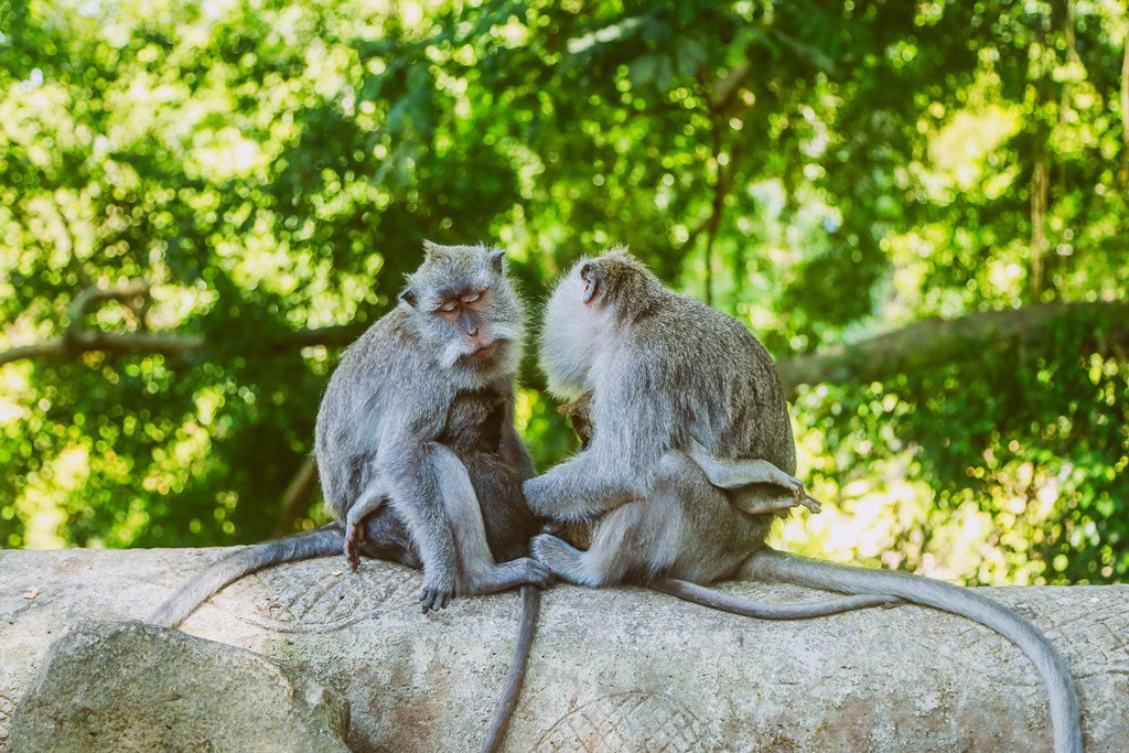 圣猴森林避难所Sacred Monkey Forest Sanctuary