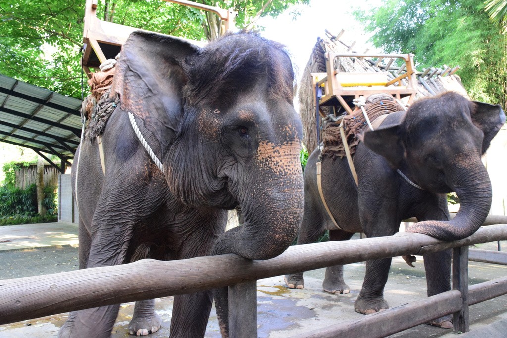 巴厘动物园Bali Zoo