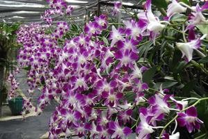  Phuket Orchid Farm
