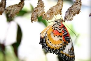 蝴蝶公园和昆虫饲养室Phuket Butterfly Garden & Insect World 