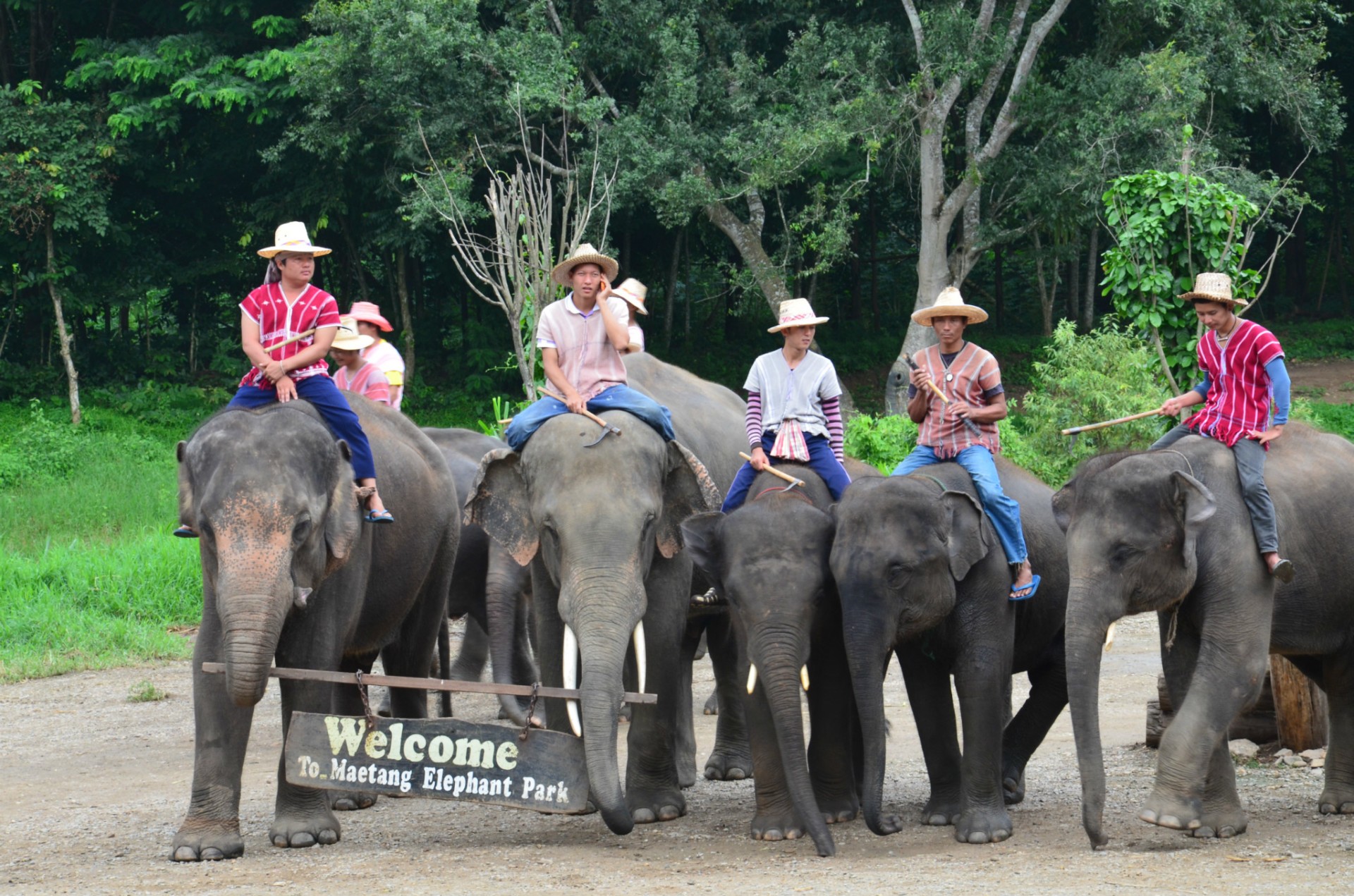 湄登大象训练营MaeTang Elephant Camp 