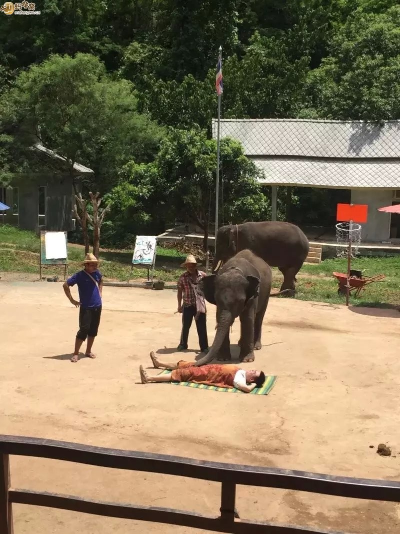 大象噗噗纸园(Elephant Poo Poo Paper Park)