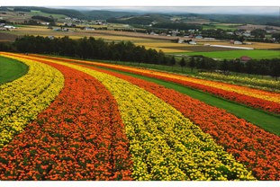 富良野花田Funano Flower Land