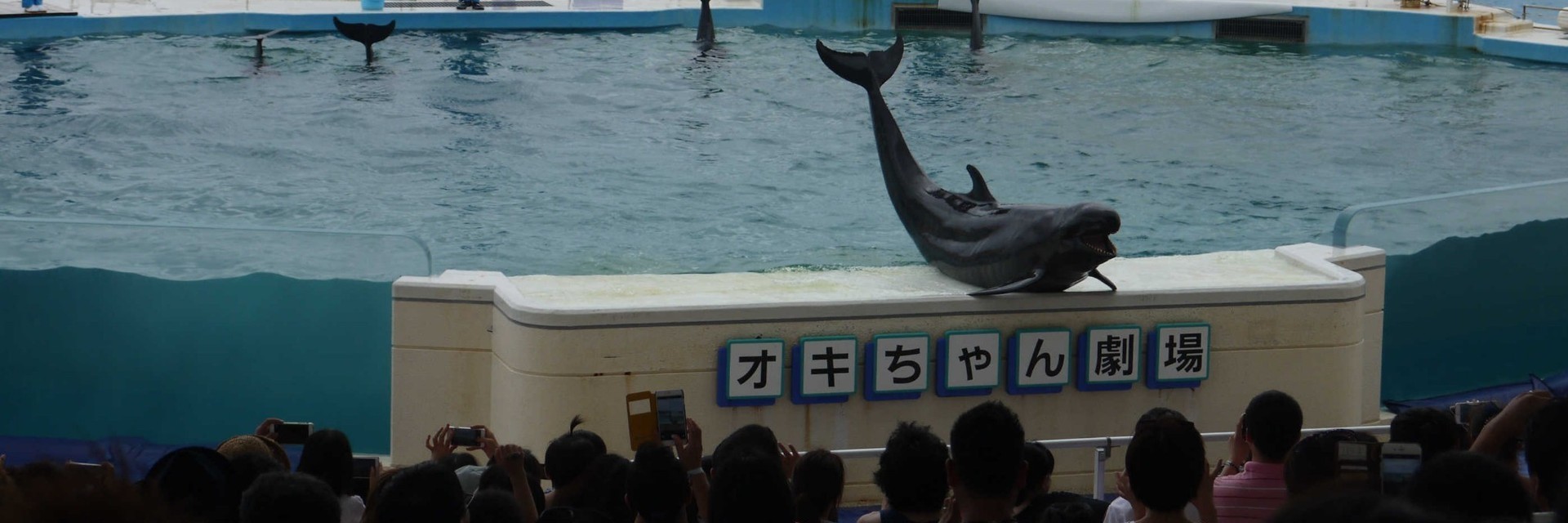 海洋博公园海豚表演剧场Okichan Dolphin Theater