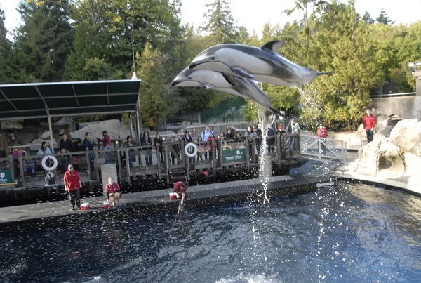 温哥华水族馆(Vancouver Aquarium)