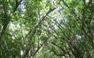 桉树径（Eucalypt Trail ）