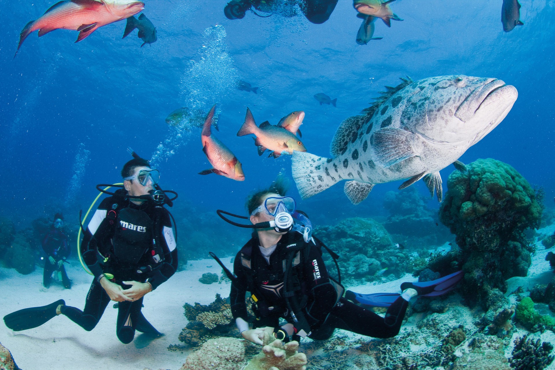 大堡礁蜥蜴岛鳕鱼洞(Cod Hole，Lizard Island)